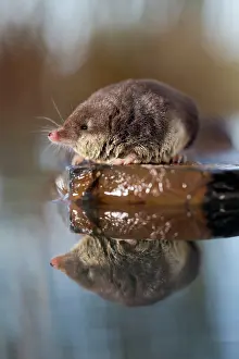 Shrew: Water Shrew - with reflection