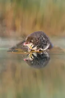 Shrew: Water Shrew - with reflection