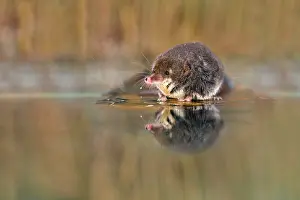 Shrew: Water Shrew - with reflection