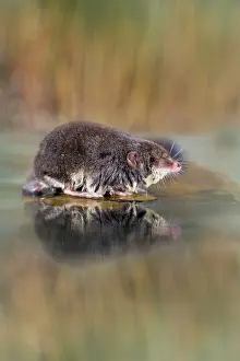 Shrew: Water Shrew - with reflection