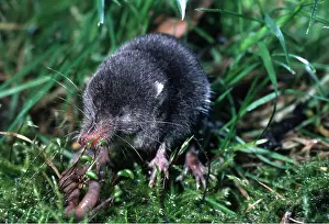 Worms: WATER SHREW - young, catching worm