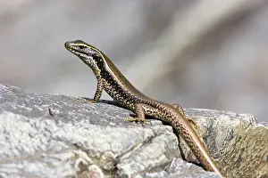 Scincidae: Water skink