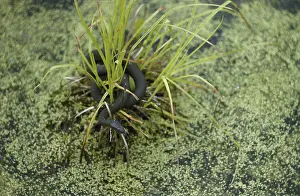 Natrix: Water Snake