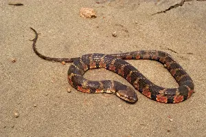 Dorsal: Water snake