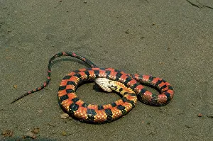 Loreto: Water snake