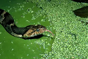 Watersnake: Water Snake on Lilypad