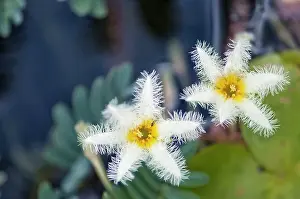 Indicum: Water Snowflake