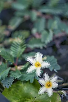 Indicum: Water Snowflake