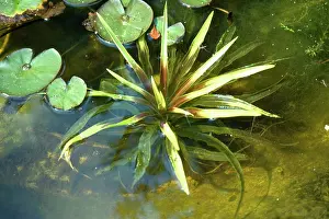 Soldiers: WATER SOLDIER