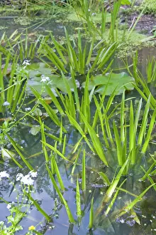 Soldiers: Water Soldier - flourishing in a wildlife pond