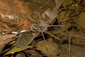 Dolomedes: Water spider