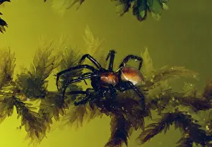 Aquatica: Water Spider - Underwater