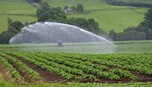 Irrigation: Water being sprayed onto potato crops by high pressure