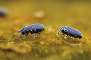 Magnification: Water Springtail (Podura aquatica) pair, Europe