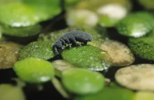 Magnification: Water Springtail (Podura aquatica) on vegetatio