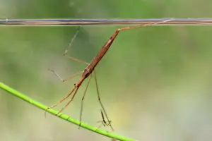 Sticklebacks: Water Stick Insect