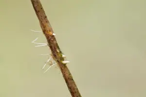 Sticklebacks: Water Stick Insect Eggs