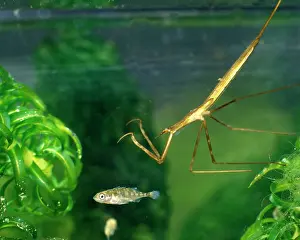 Strike: Water stick insect about to strike at stickleback