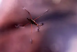 Tension: Water Strider
