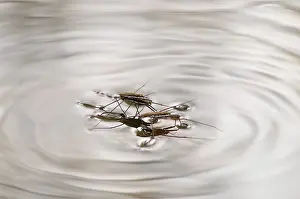 Appalachians: Water Strider