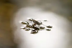 Appalachians: Water Strider