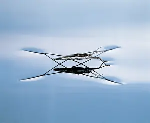 Hemipteran: Water Strider