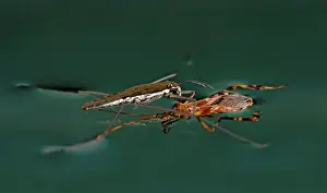 Relationship: Water Strider