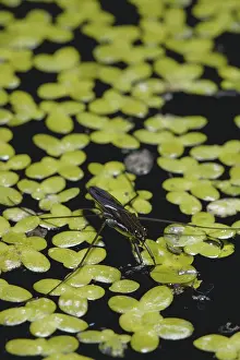 Hemipteran: Water Strider