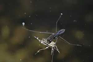 Mosquito: Water Strider