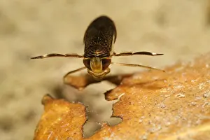 Hemipteroidea: Water strider (Notonectidae sp) in a pond, Prairies