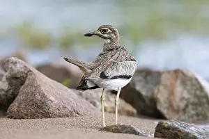 Cove: Water Thick-knee (Burhinus vermiculatus)