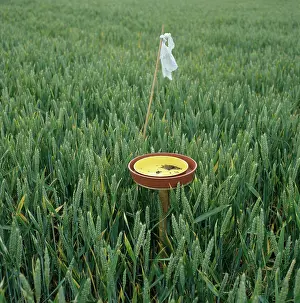 Trap: Water trap for monitoring insects