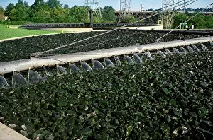 Filter: Water Treatment Plant