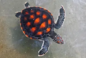Sudthailand: Water turtle, Phang Nga Coastal Fisheries Research