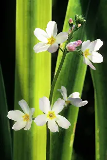 Hottonia: Water Violet