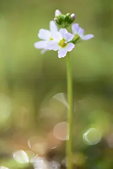 Haagse: Water Violet