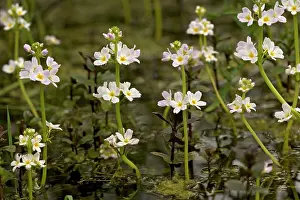 Hottonia: Water-violet, flowering in pond