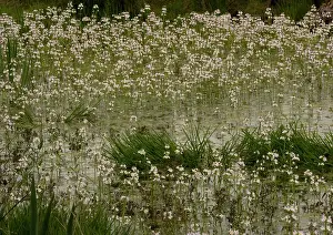 Hottonia: Water-violet, flowering in pond