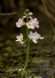 Hottonia: Water-violet, flowering in pond