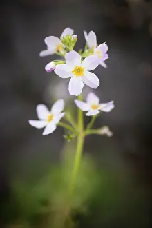 Mauve: Water Violet, Hottonia palustris, A single flowering stem wh