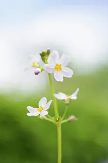 Mauve: Water Violet, Hottonia palustris, A single flowering