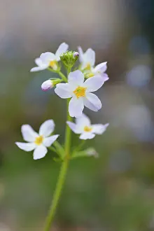 Mauve: Water Violet, Hottonia palustris, A single flowering