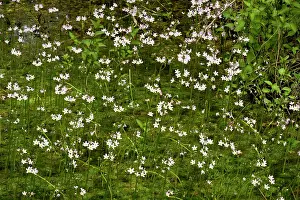 Hottonia: Water Violet - in pool