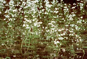Hottonia: Water-violets