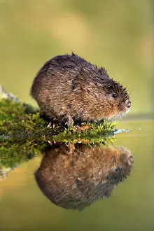 Arvicola: Water Vole