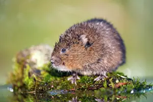 Arvicola: Water Vole