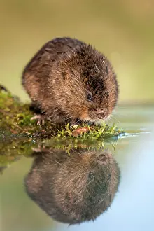Arvicola: Water Vole