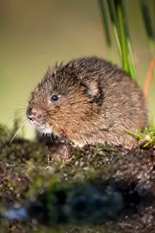 Arvicola: Water Vole