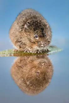 Arvicola: Water Vole