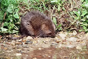 Arvicola: WATER VOLE